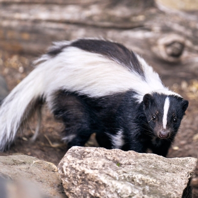 Gestreept stinkdier - De Zonnegloed - Dierenpark - Dieren opvangcentrum - Sanctuary